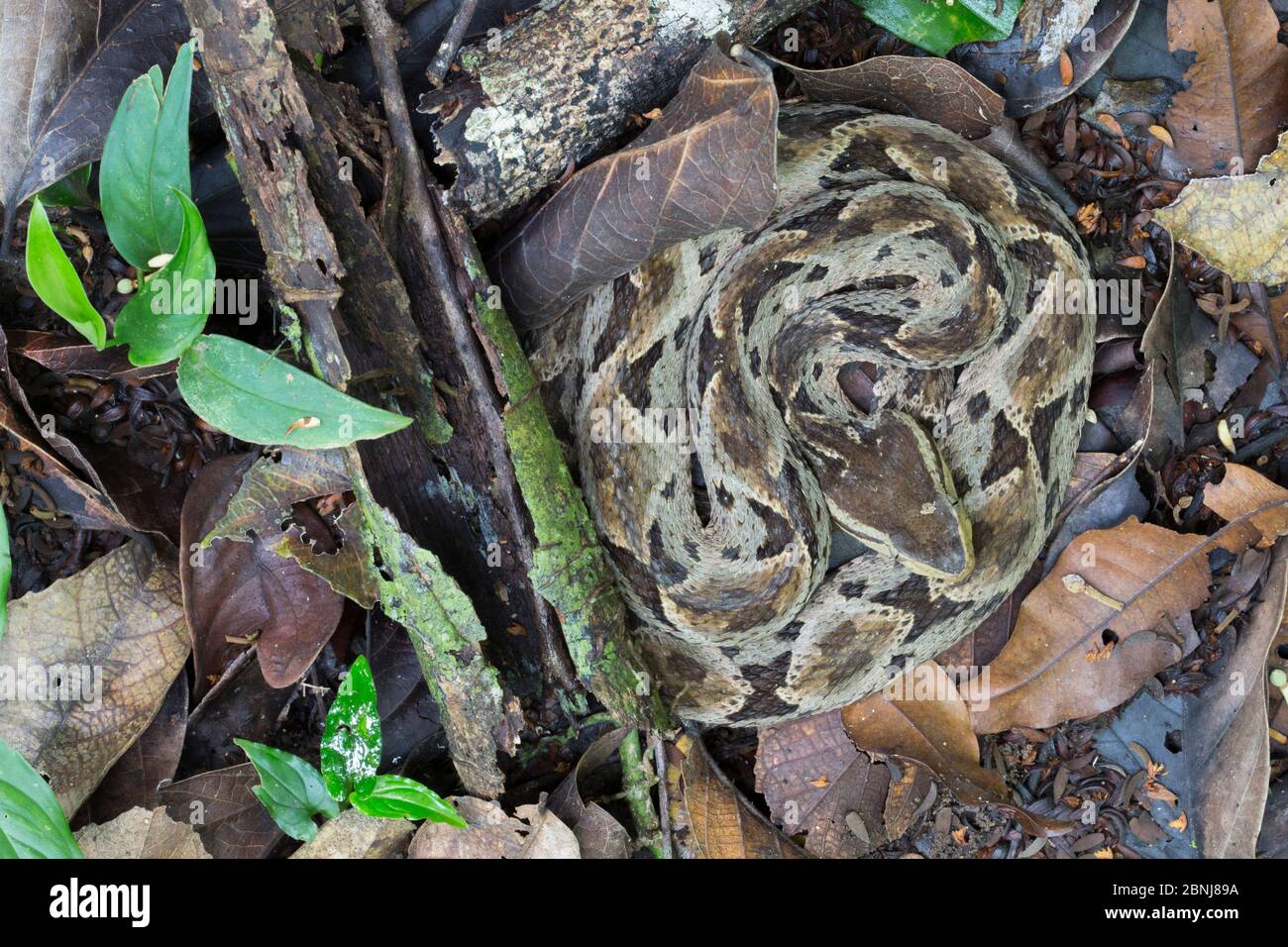 Fer-de-lance (Botrops asper) getarnt auf dem Regenwald Boden, Corcovado Nationalpark, Osa Halbinsel, Costa Rica Stockfoto