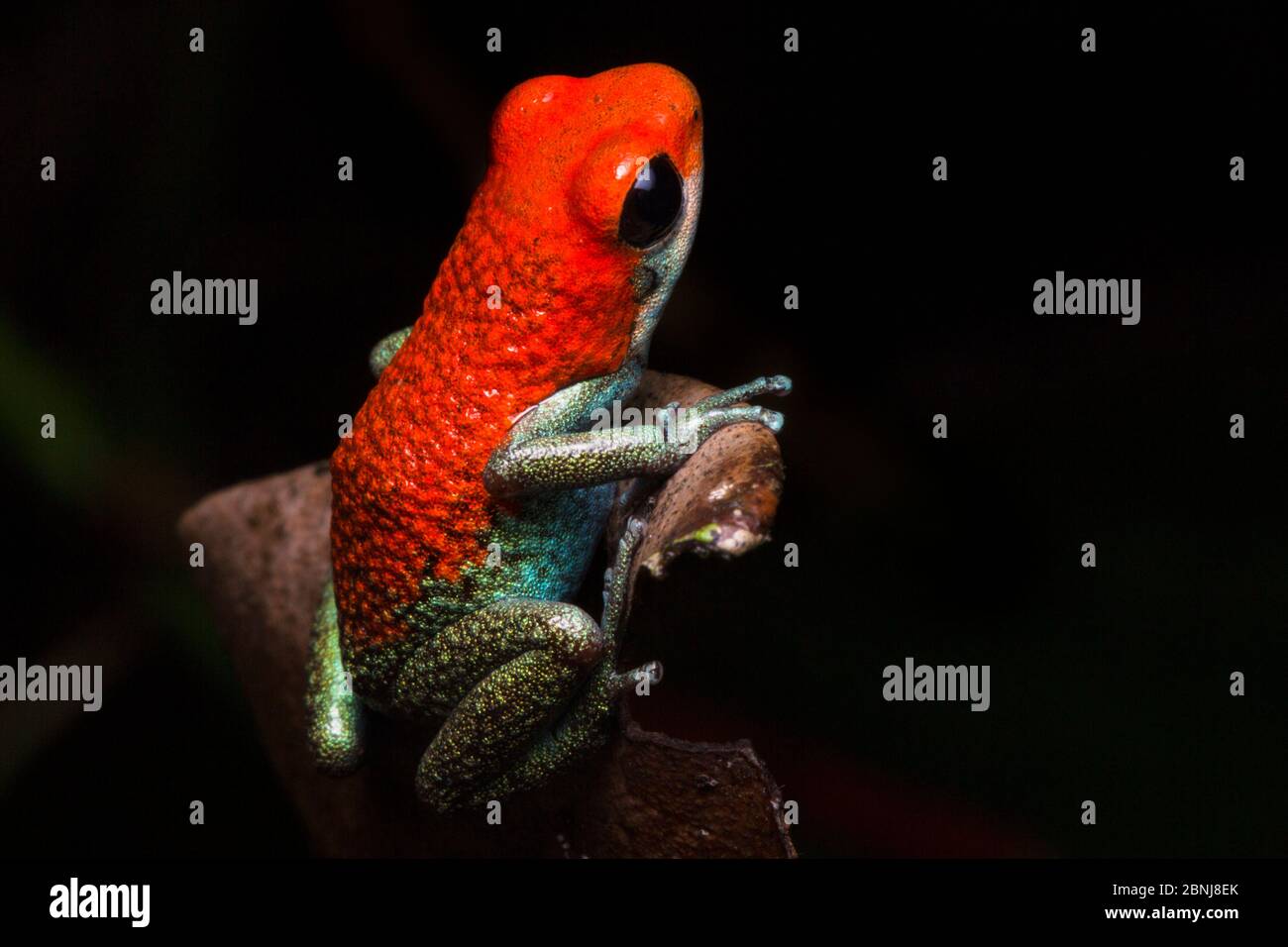 Granulatgiftfrosch (Oophaga granulifera) Drake Bay, Osa Peninsula, Costa Rica Stockfoto