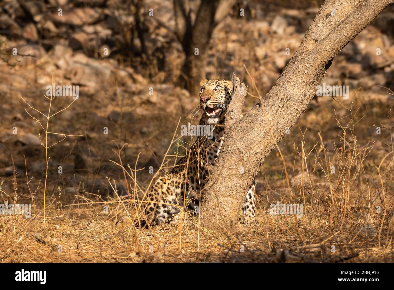 Riesige männliche Leopard oder Panther oder panthera pardus fusca zu Fuß in jhalana Waldreservat, jaipur, rajasthan, indien Stockfoto