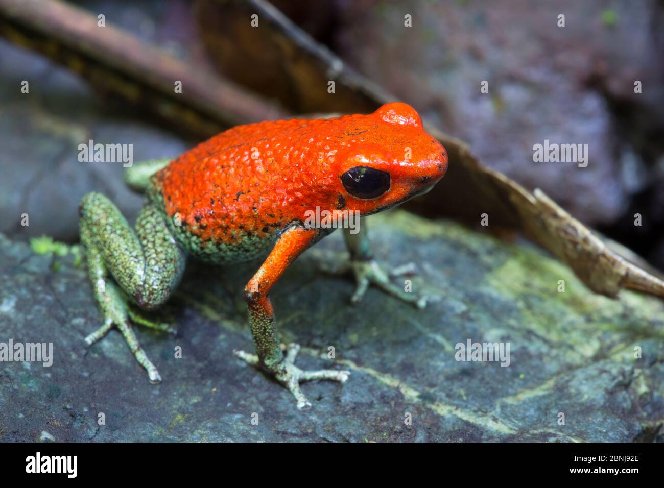 Granulare Pfeilgiftfrosch (Oophaga granulifera) Halbinsel Osa, Costa Rica. Gefährdete Rote Liste Arten. Stockfoto