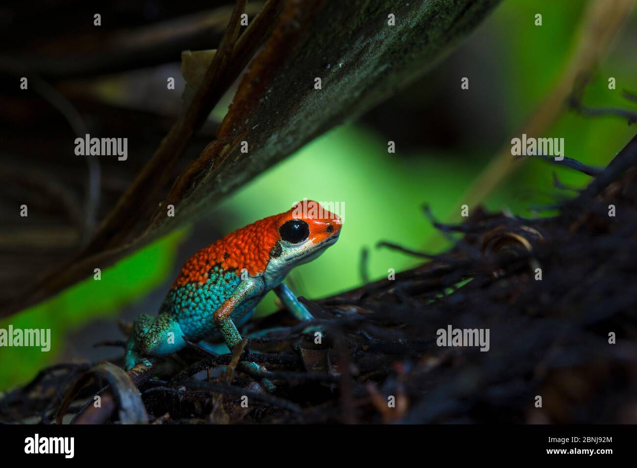 Granulare Pfeilgiftfrosch (Oophaga granulifera) Halbinsel Osa, Costa Rica. Gefährdete Rote Liste Arten. Stockfoto