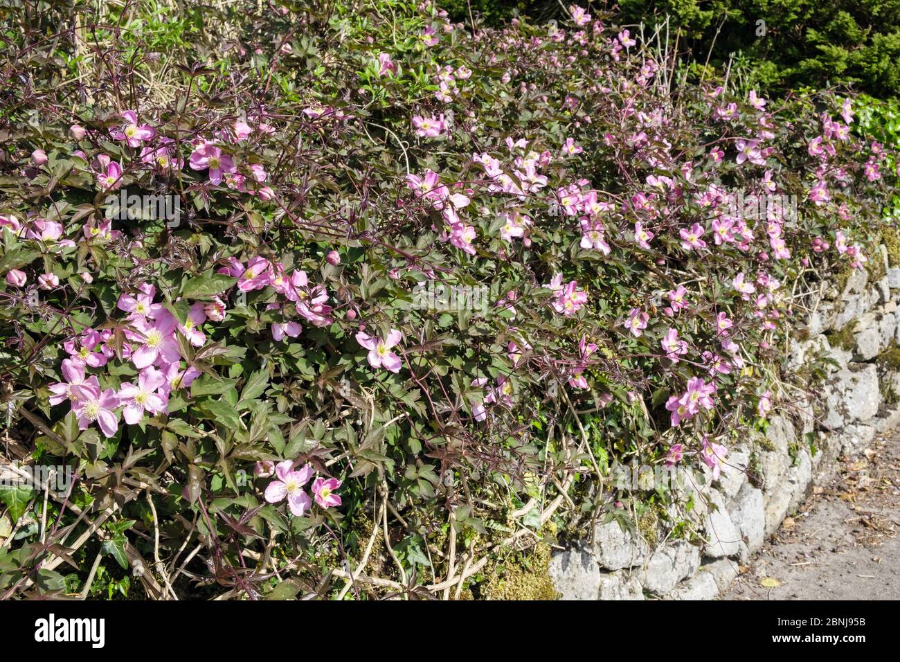 Clematis Montana Rubens blüht im Frühjahr auf einer heimischen Vorgarten Steinmauer. Benllech, Isle of Anglesey, Wales, Großbritannien Stockfoto