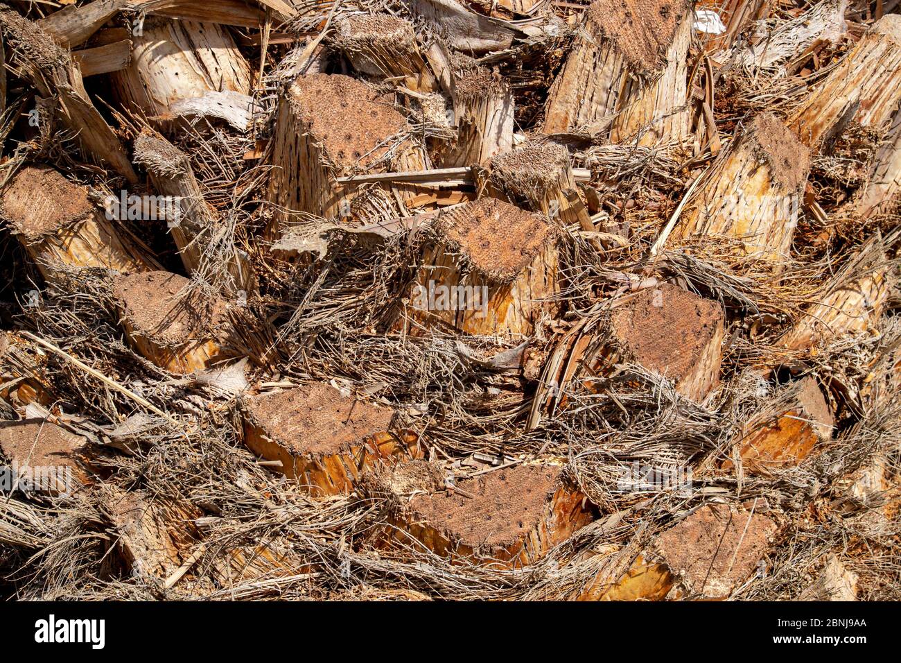 Handfläche - Schneiden nach dem Entfernen alter Blätter Stockfoto