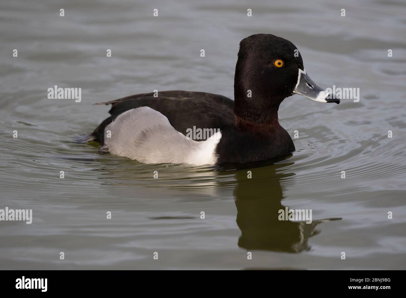 Ringhalsente (Aytha collaris), überwinternder drake in Zuchtgefieder, Lakeland, Florida, USA Stockfoto