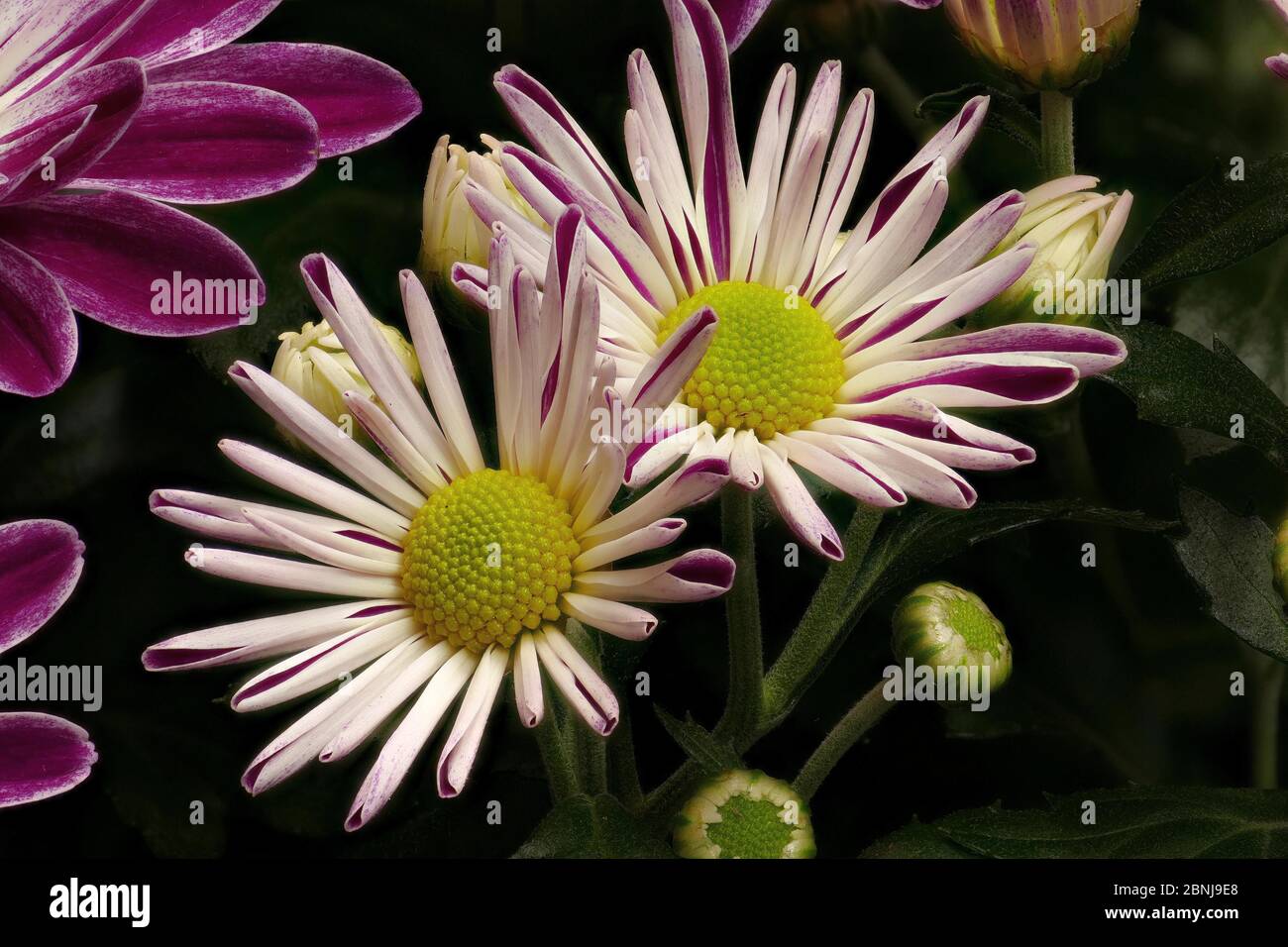 Garten Chrysantheme (Chrysantheme morifolium), die Chrysantheme ist weit als Zierpflanze bekannt Stockfoto