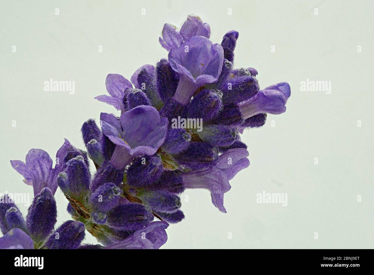 Schopavendel, Schmetterling Lavendel Latein Lavandula stoechas, stammt ursprünglich aus den sonnendurchfluteten Küstenregionen des Mittelmeers Stockfoto