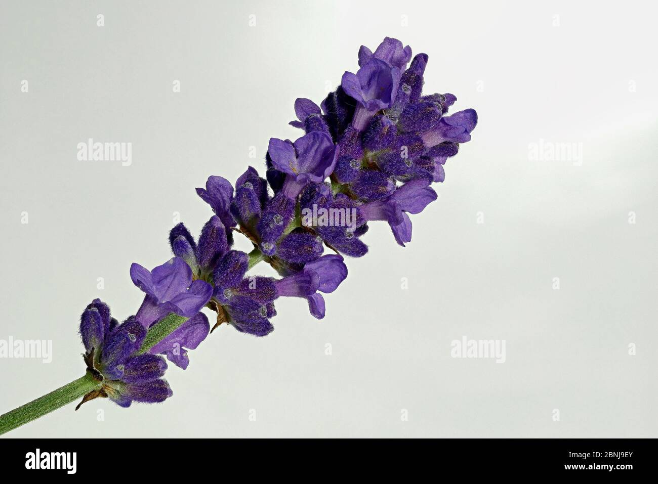 Schopavendel, Schmetterling Lavendel Latein Lavandula stoechas, stammt ursprünglich aus den sonnendurchfluteten Küstenregionen des Mittelmeers Stockfoto