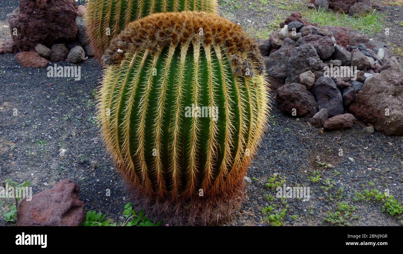 Schwiegermutter-Stuhl Kaktus (Echinocactus grusonii). Stockfoto