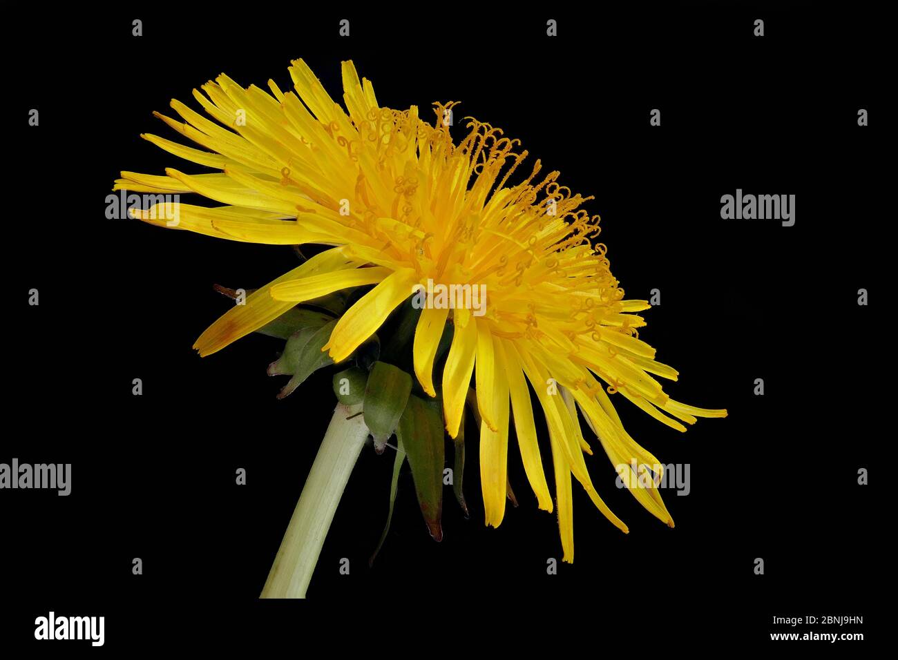 Einzelne Blüte des gewöhnlichen Löwenzahnes (Taraxacum sect. Ruderalia). Stockfoto