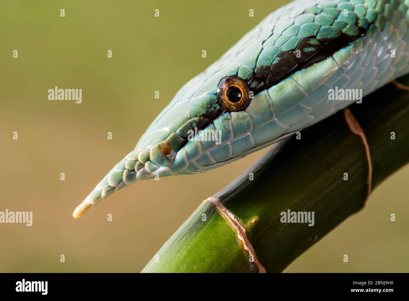 Rhinoceros Ratsnake {Rhynchophis bockengeri} auch bekannt als (Rhinoceros Schlange, Rhino Ratte Schlange, Vietnamese Langnase Schlange oder Green Unicorn) auf Spiral Stockfoto