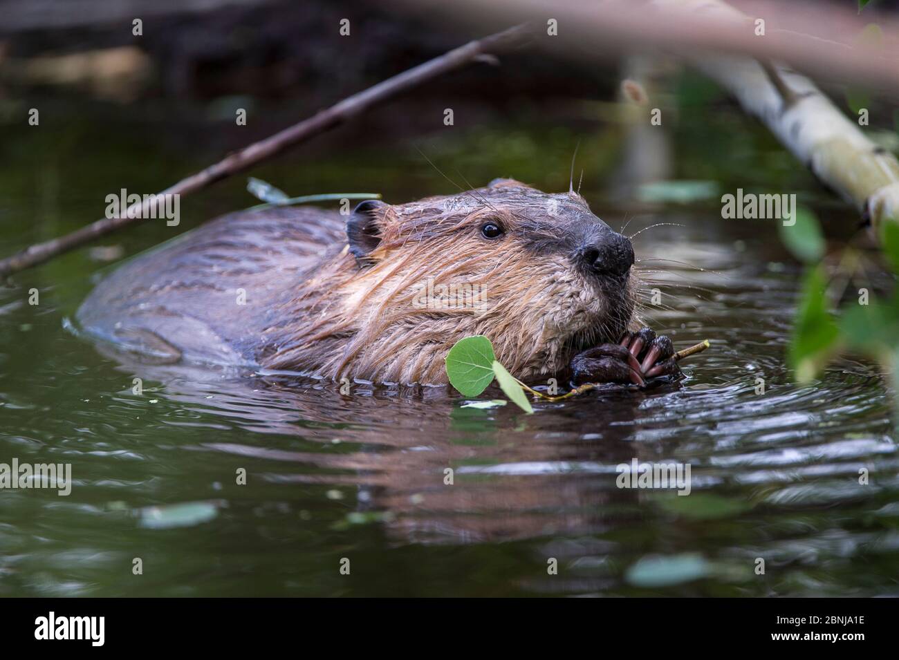 Nordamerikanischer Biber (Castor canadensis), der sich am Rande eines Teiches auf Aspen-Zweigen ernährt. Grand Teton National Park, Wyoming, USA. Juni Stockfoto