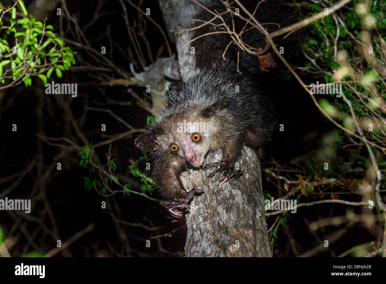 Aye-aye (Daubentonia madagascariensis) Weibchen, die nachts im mittleren Baldachin des trockenen Laubwaldes auf Nahrungssuche gehen. Andanotsimaty, Daraina, nördliches Madag Stockfoto