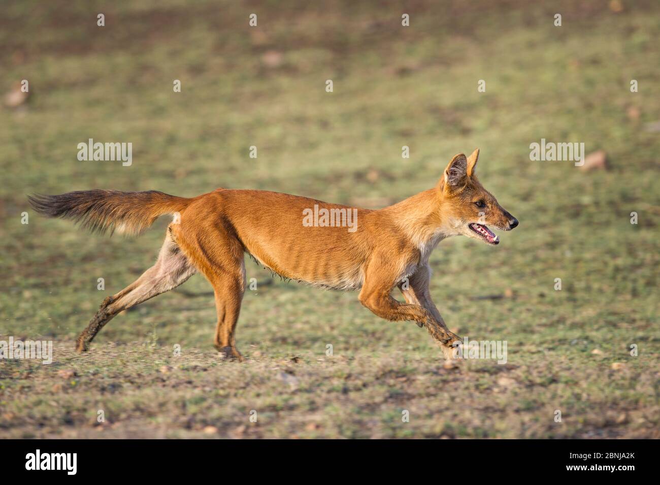 Indian Wild Dog oder Dhole (Cuon alpinus) Running. Pench National Park, Madhya Pradesh, Indien. Stockfoto