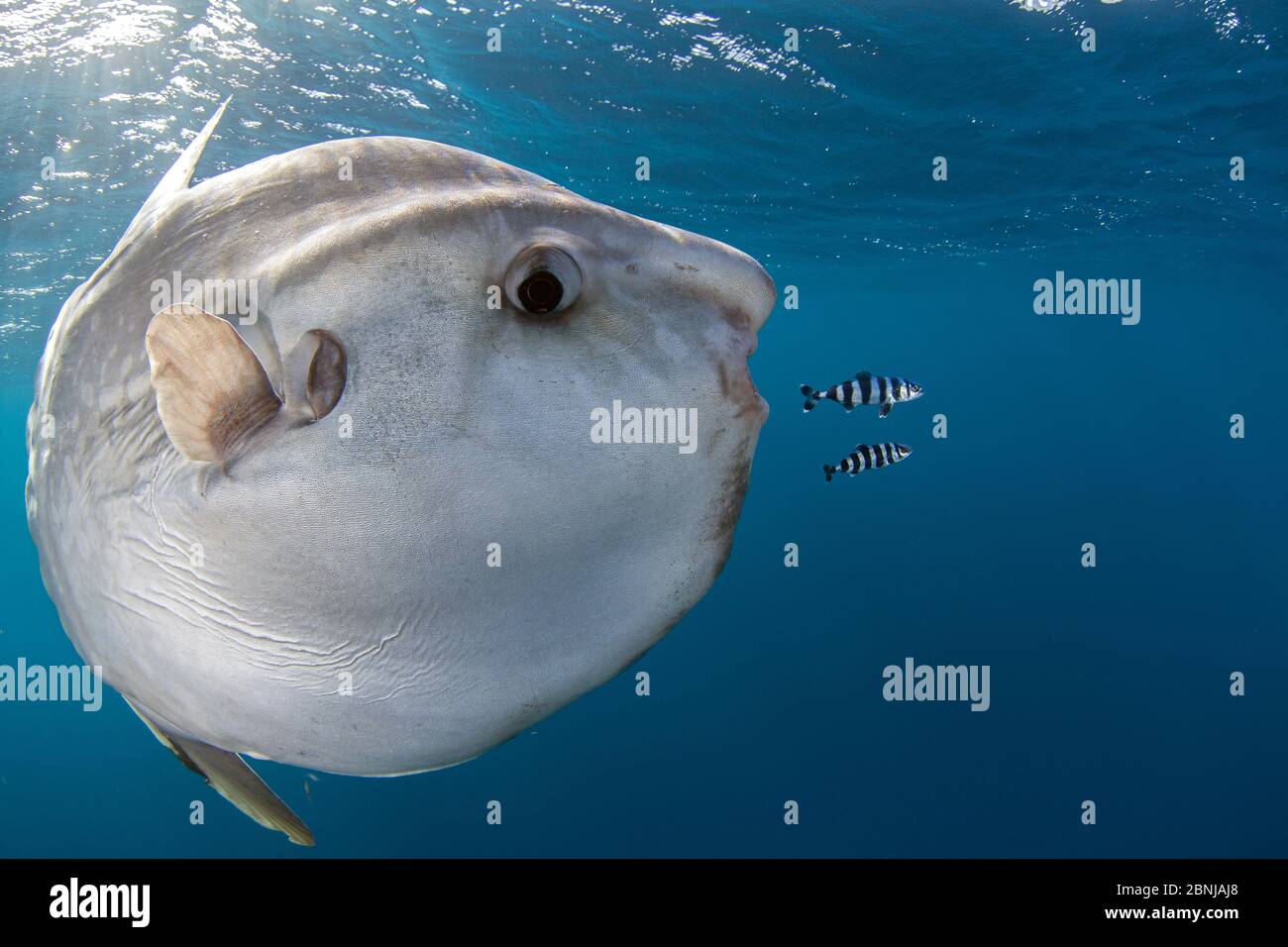 Mondfisch (Mola Mola) am Kap der guten Hoffnung, Südafrika. Stockfoto