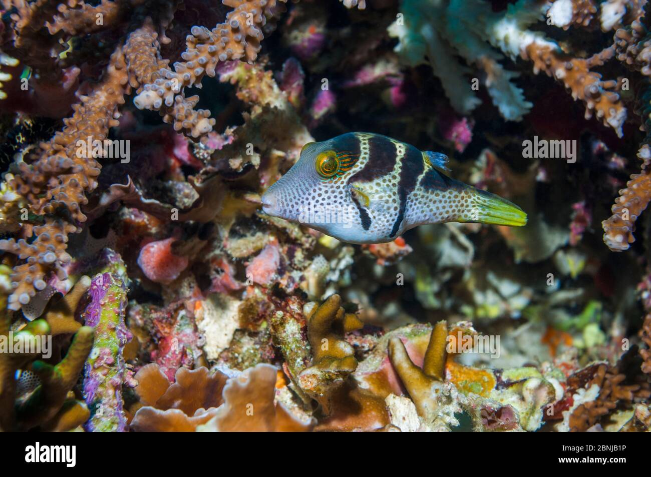 Mimic Lederjacke / Schwarzsattel Mimic ODER Mimic Filefish oder False Kugelfisch (Paraluteres prionurus) zeigt 'Datei'. Es imitiert den giftigen schwarzen Sattel Stockfoto