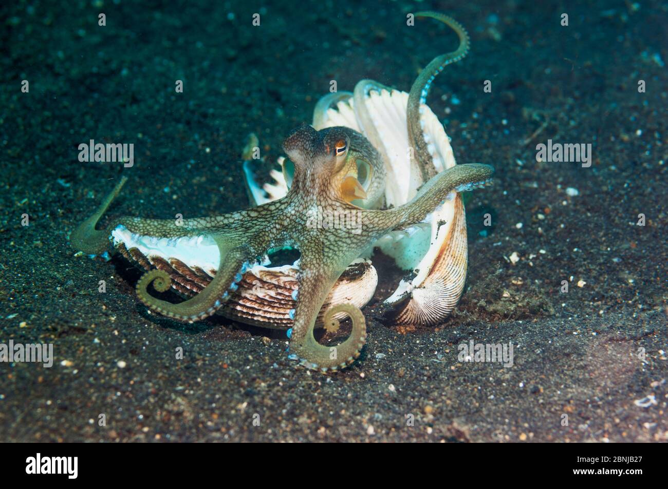 Dieser Krake kann in Sand oder Schlamm begraben werden, aber häufig versteckt sich er in Muscheln oder Stücken von ausrangierten Kokosnussschalen. L Stockfoto