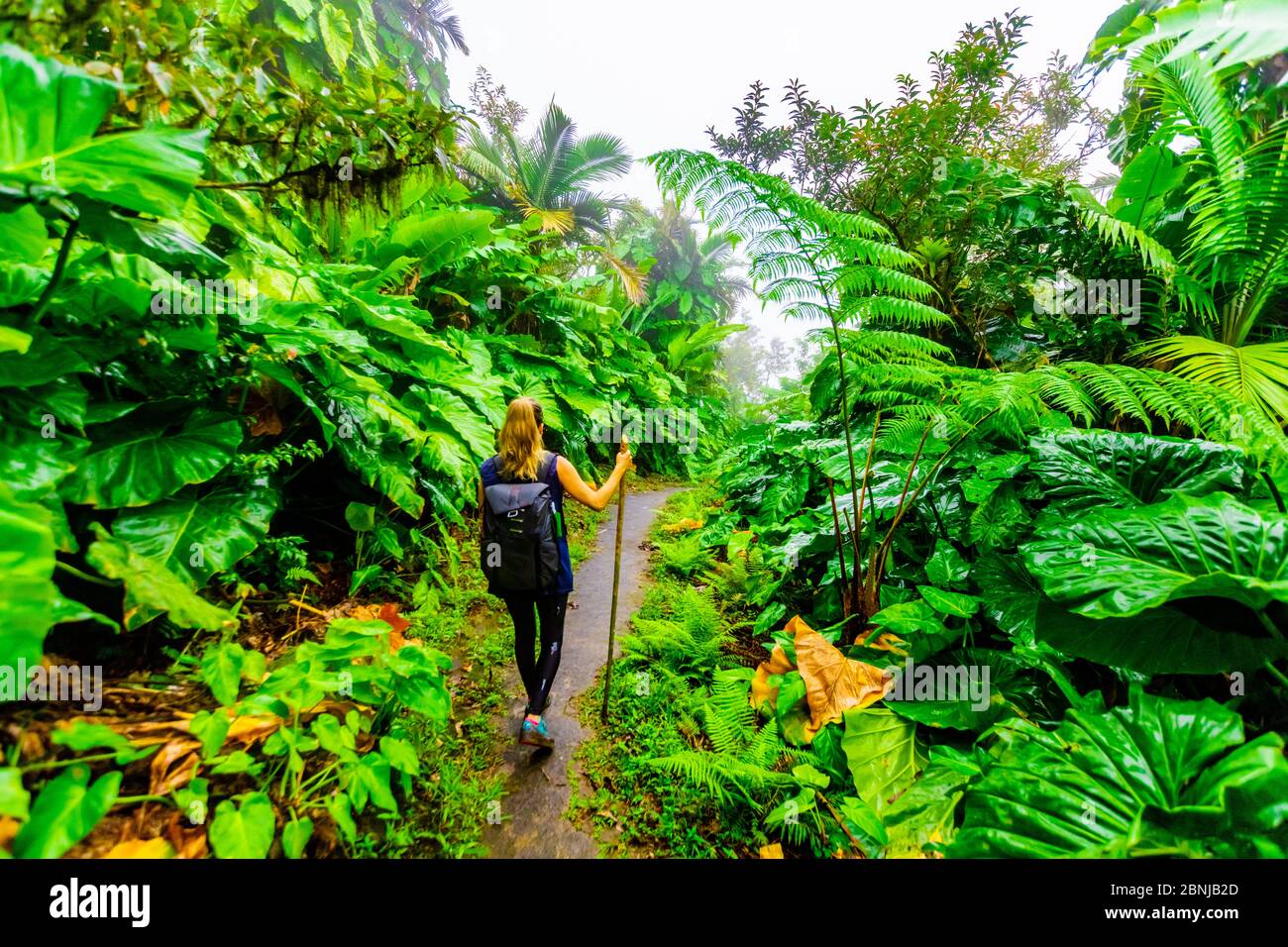 Frau beim Wandern durch die riesigen Elefantenohrpflanzen, Saba Island, Niederländische Antillen, Westindien, Karibik, Mittelamerika Stockfoto