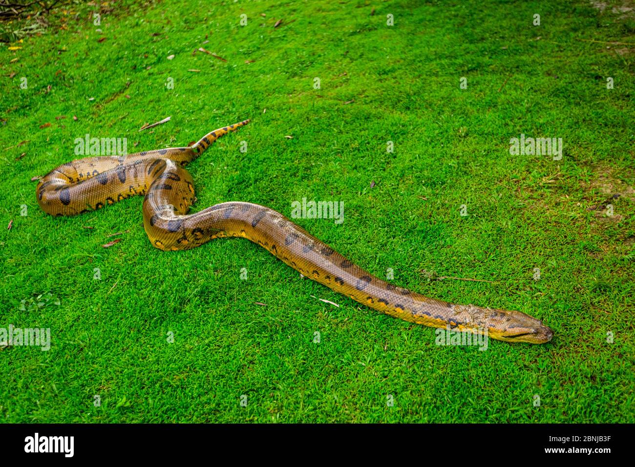 Anaconda Schlange Stockfotos Und Bilder Kaufen Alamy