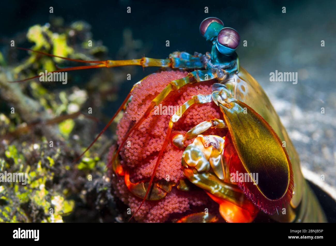 Gonodactylus bleekeri Fotos und Bildmaterial in hoher Auflösung Alamy
