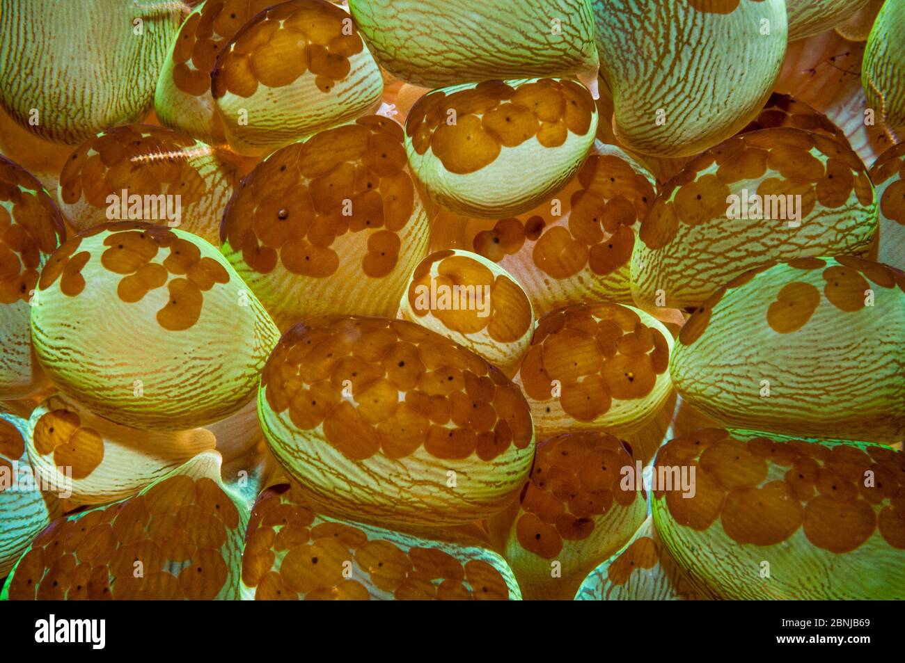 Acoel-Plattwürmer (Waminoa sp) auf Polypen der Bubble Coral (Plerogyra sinuosa) Indonesien. Dieser Plattwurm kann die gesamte Oberfläche einiger Korallen bedecken, Laubhüte Stockfoto