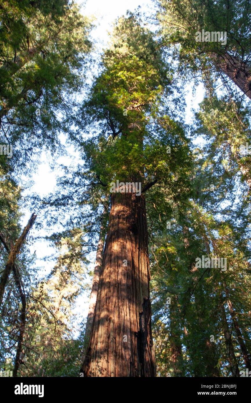 California Redwoods, Armstrong Woods State Park, in der Nähe von Guerneville, Kalifornien, Vereinigte Staaten von Amerika, Nordamerika Stockfoto