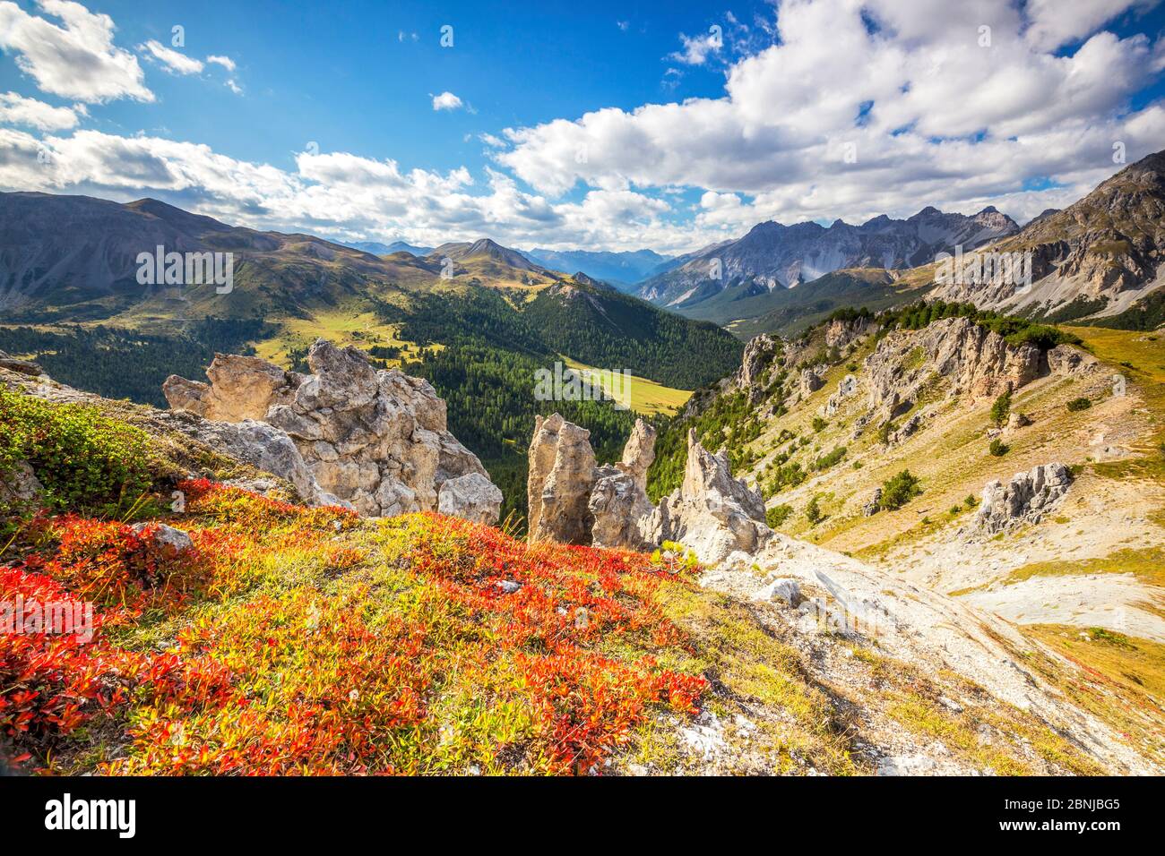 Heidelbeerblätter im Herbst in der Nähe von Felsentürmen im Schweizer Nationalpark, Fuornpass, Engadiner Tal, Graubünden, Schweiz, Europa Stockfoto