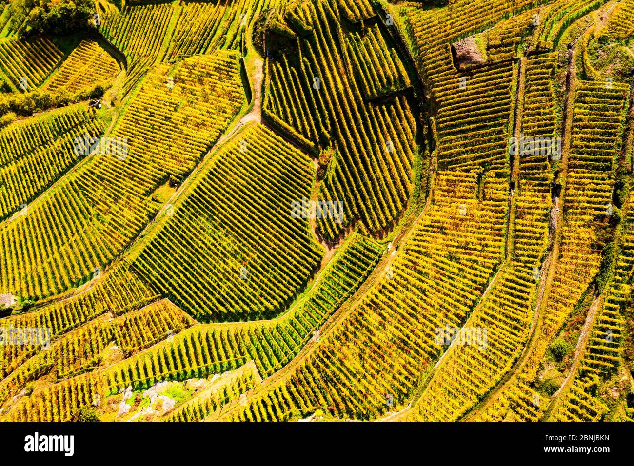Ansicht per Drohne von oben nach unten aus einem hohen Winkel von Weinbergen, Valtellina, Lombardei, Italien, Europa Stockfoto