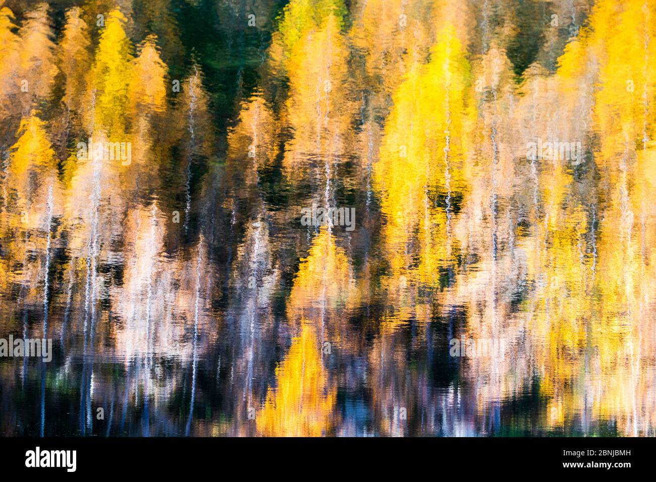 Gelbe Lärchen im Wasser des Sees, Azzurro See, Valchiavenna, Valtellina, Lombardei, Italien, Europa reflektiert Stockfoto