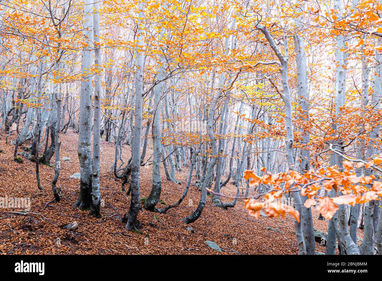 Wald im Herbst, Comer See, Lombardei, Italien, Europa Stockfoto