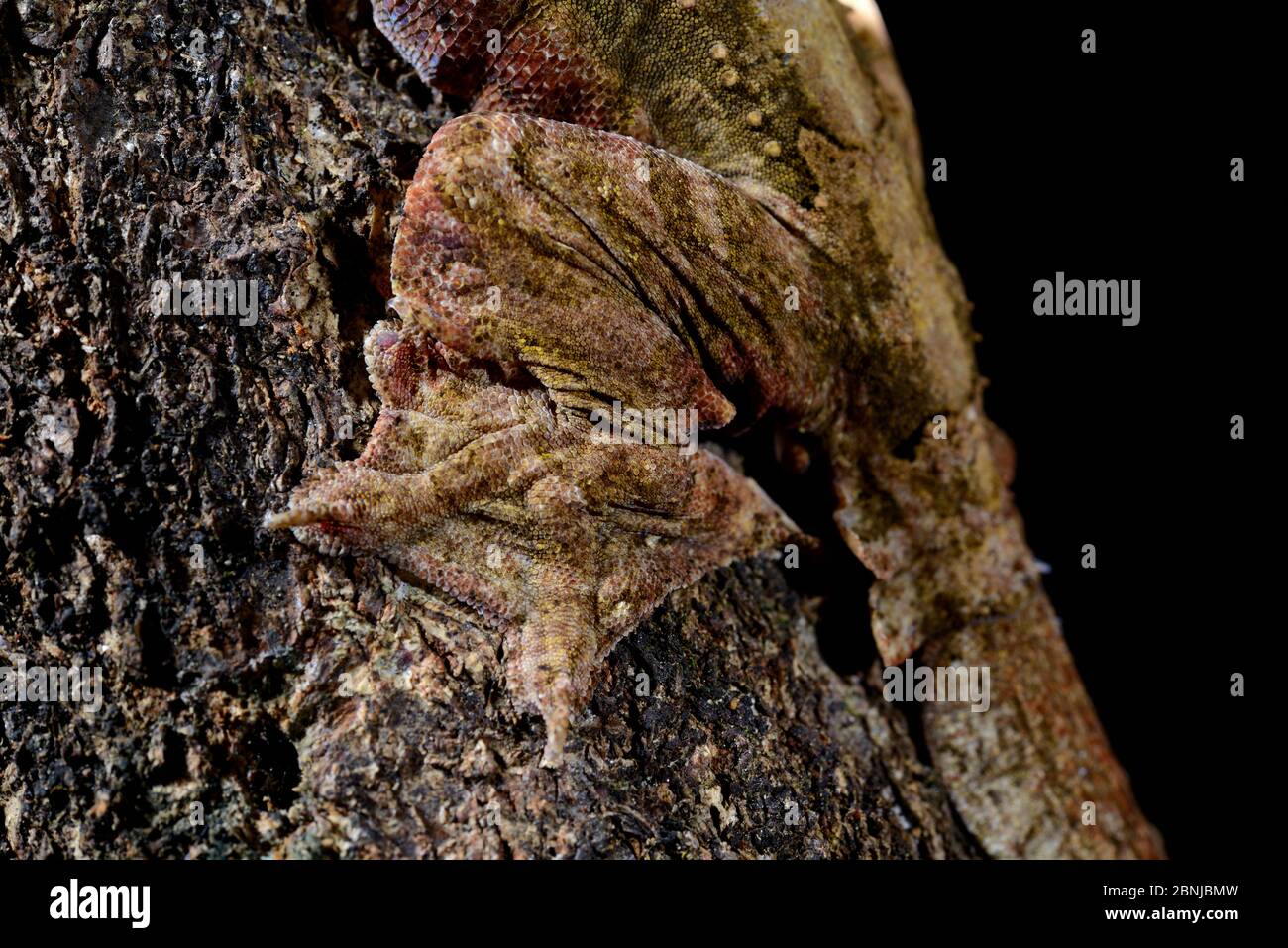 Kuhls fliegender Gecko (Ptychozoon kuhli) ist in Südostasien gefangen. Stockfoto