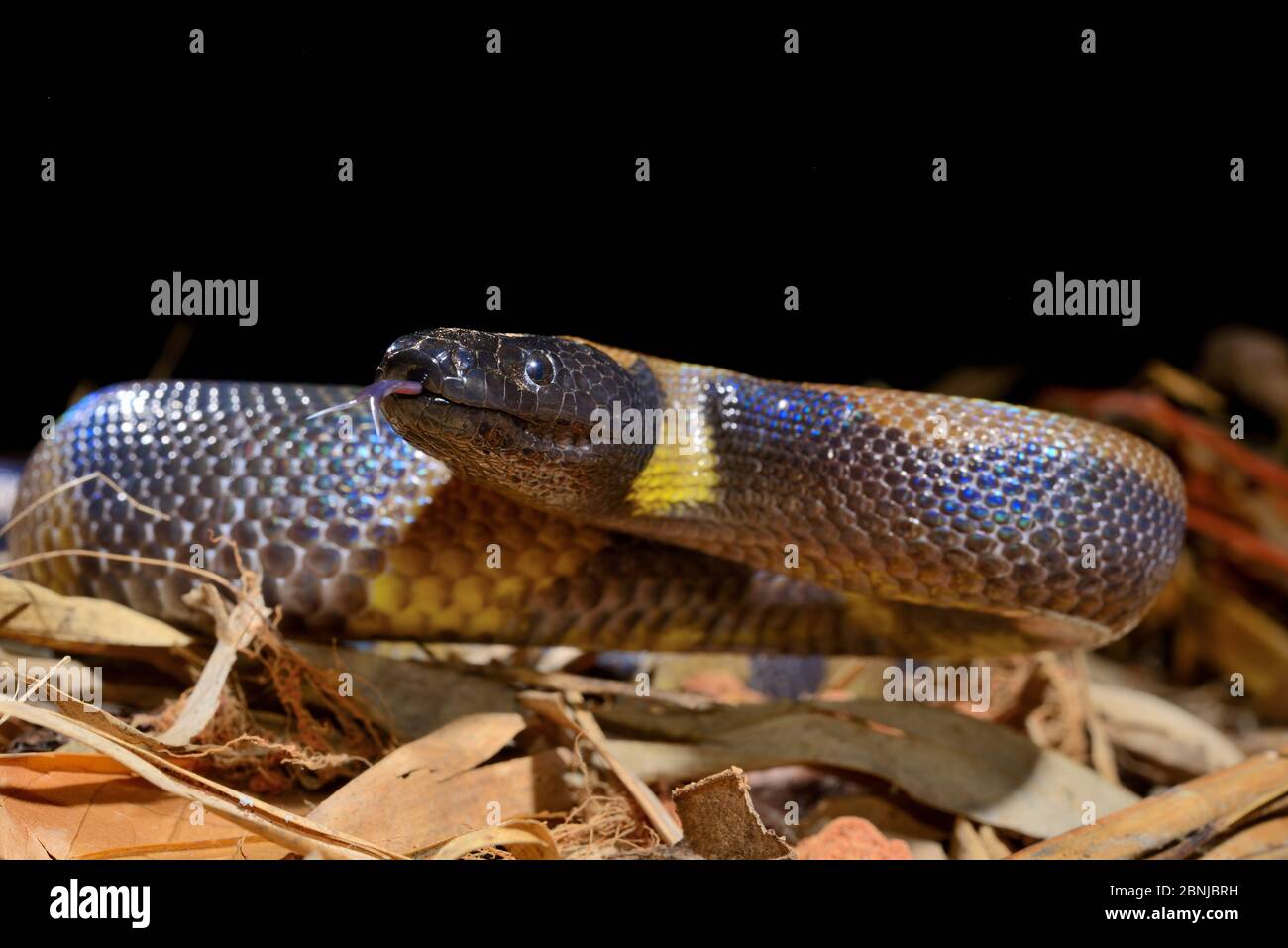 Bismarck beringte Python (Botrochilus boa) gefangen, kommt in Papua-Neuguinea vor. Stockfoto