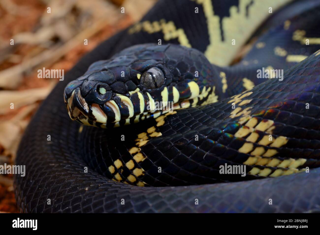 Boelens Python (Simalia boeleni) ist in Neuguinea gefangen. Stockfoto