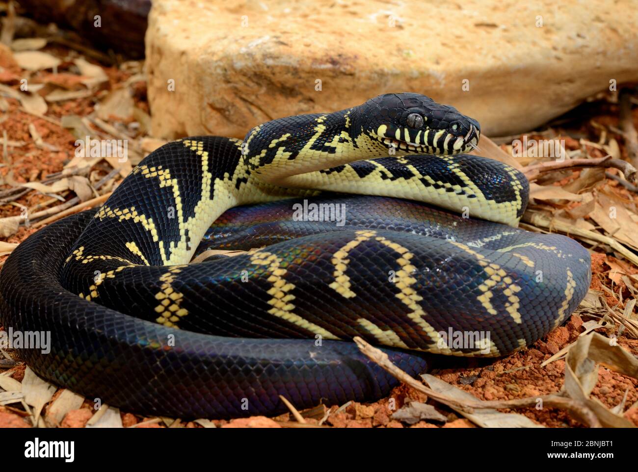 Boelens Python (Simalia boeleni) ist in Neuguinea gefangen. Stockfoto