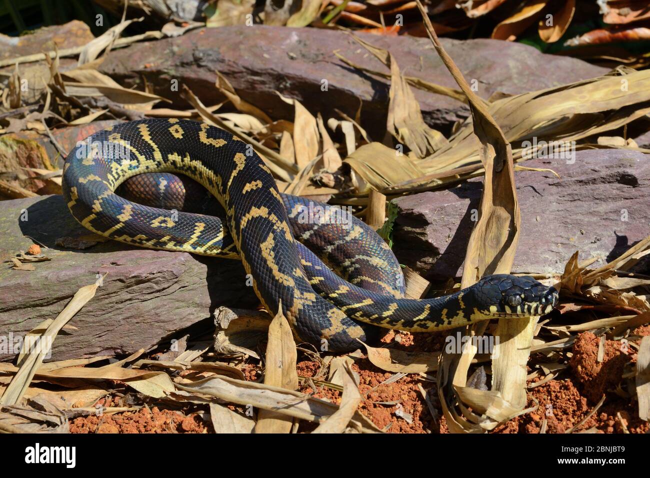 Boelens Python (Simalia boeleni) ist in Neuguinea gefangen. Stockfoto