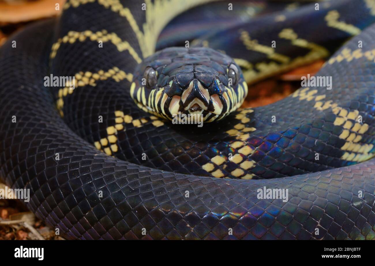 Boelens Python (Simalia boeleni) ist in Neuguinea gefangen. Stockfoto