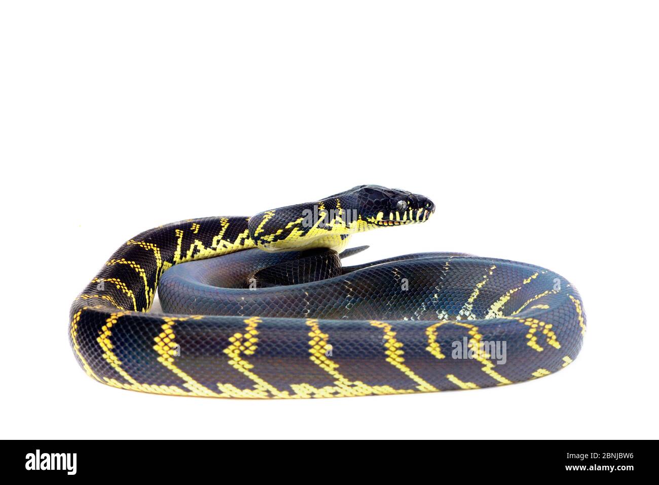 Boelens Python (Simalia boeleni) ist in Neuguinea gefangen. Stockfoto