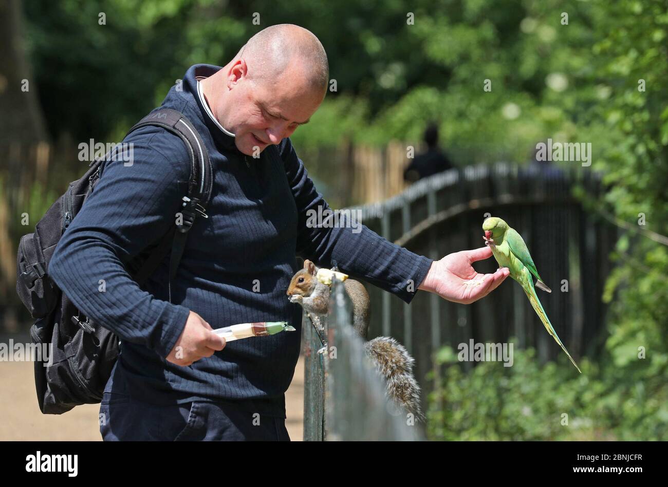Ein Mann füttert im Hyde Park in London einen Sittich und ein Eichhörnchen, nachdem Maßnahmen eingeführt wurden, um das Land aus der Blockierung zu bringen. Stockfoto