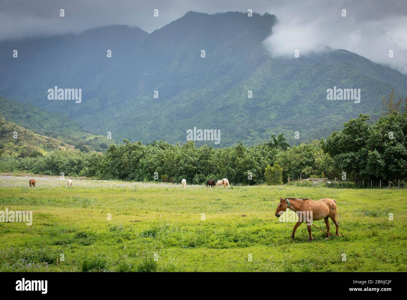 Pferd in einem Feld unter einem vulkanischen Grat auf Kauai, Hawaii, Vereinigte Staaten von Amerika, Nordamerika Stockfoto