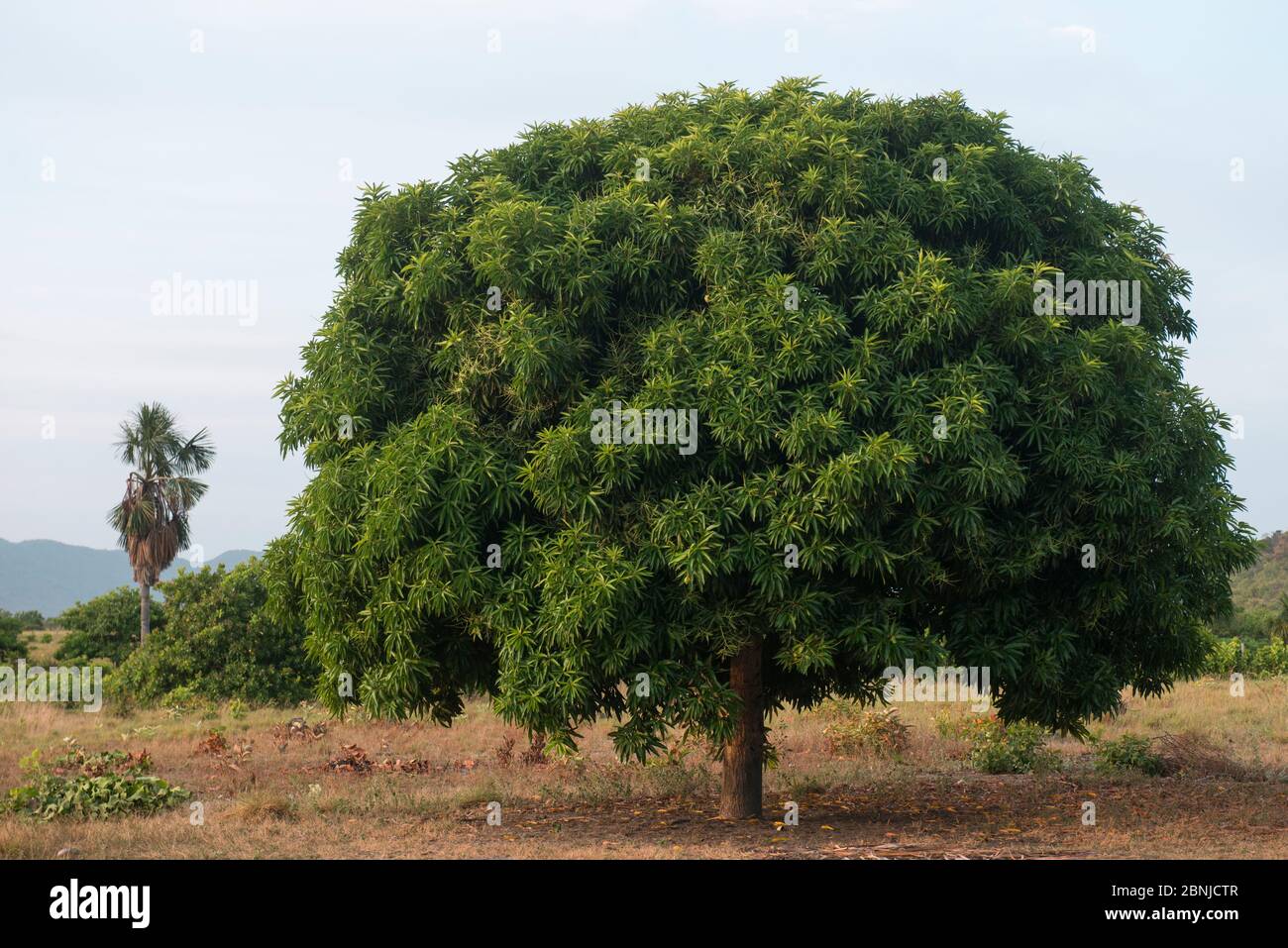 Mangobaum (Mangifera indica) Saddle Mountain Ranch, Rupununi Savanna, Guyana, Südamerika Stockfoto