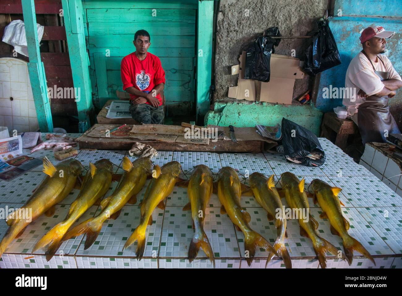 Welse, verschiedene Arten, zum Verkauf auf dem Markt in Georgetown, Guyana, Südamerika Stockfoto