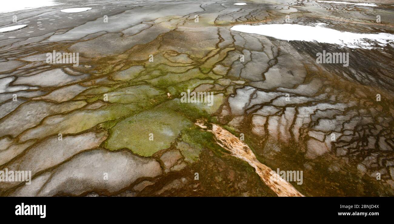 Grand Prismatic Spring und Bakterienmatten, Midway Geyser Basin, Yellowstone National Park, Teton County, Wyoming, Vereinigte Staaten von Amerika, North Amer Stockfoto