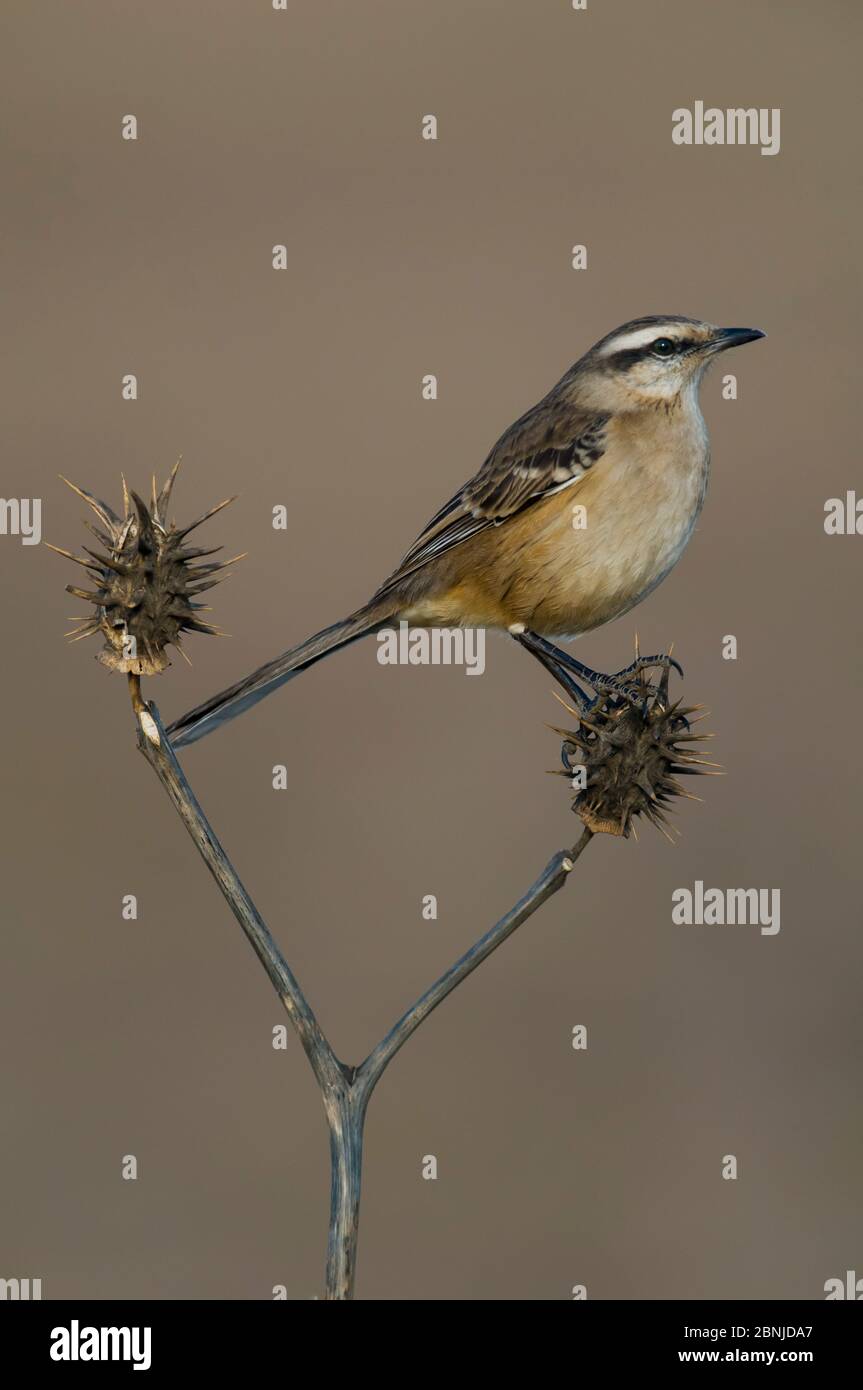 Kreidegebräunter Spötter (Mimus saturninus) Calden Forest, La Pampa, Argentinien Stockfoto