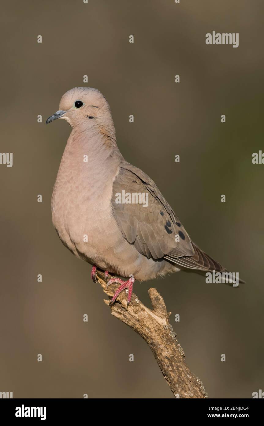 Erdtaube (Zenaida auriculata) Calden Forest, La Pampa, Argentinien Stockfoto