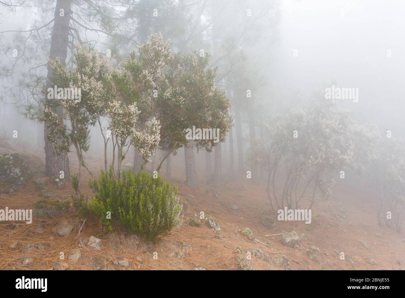 Baumheide (Erica arborea) und Kanarenkiefern (Pinus canariensis) in Nebel, Teneriffa, Kanarische Inseln, Spanien Stockfoto