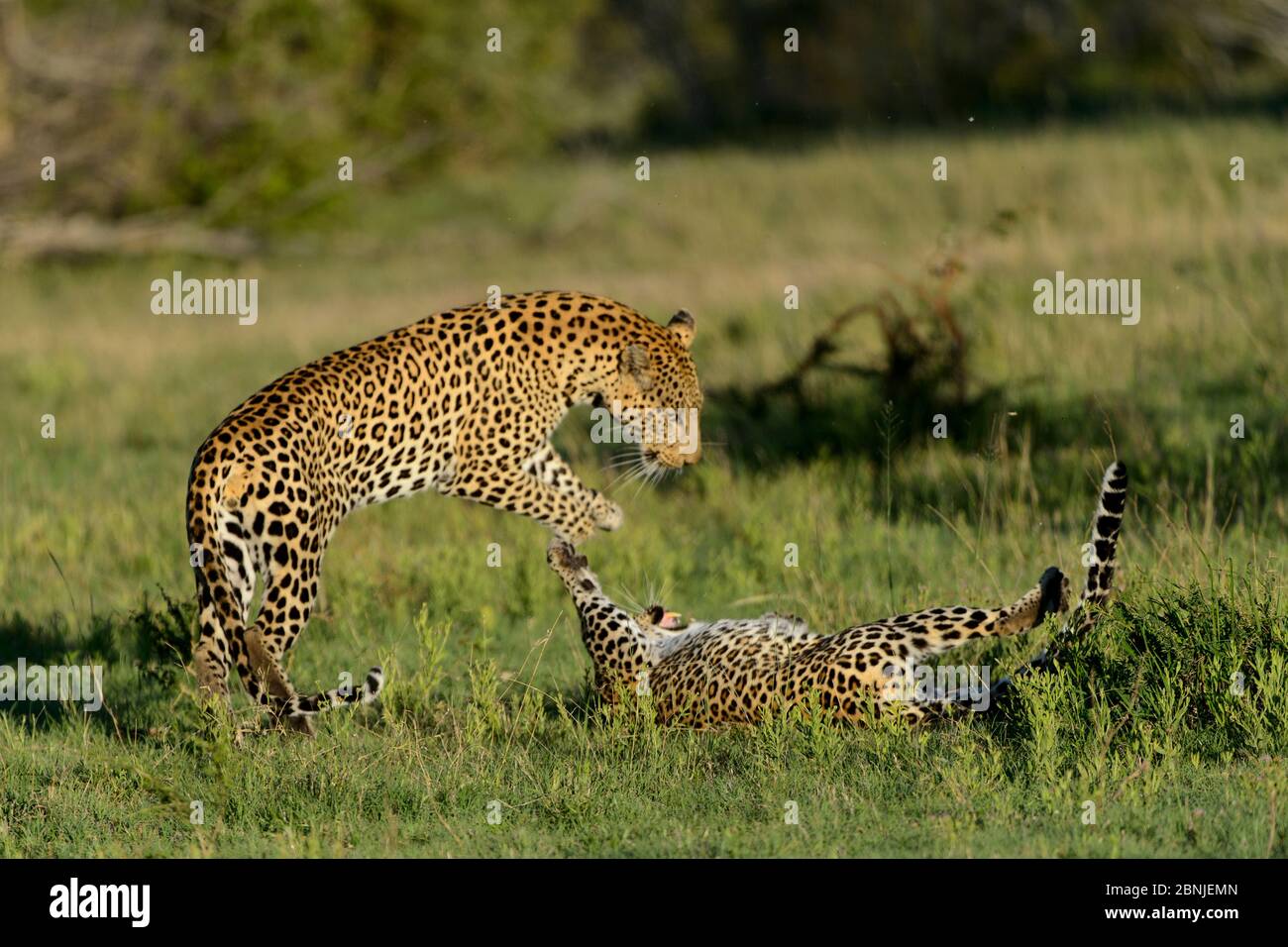 Leoparden (Panthera pardus) Jugendliche spielen Kampf, Londolozi Private Game Reserve, Sabi Sand Game Reserve, Südafrika. Stockfoto