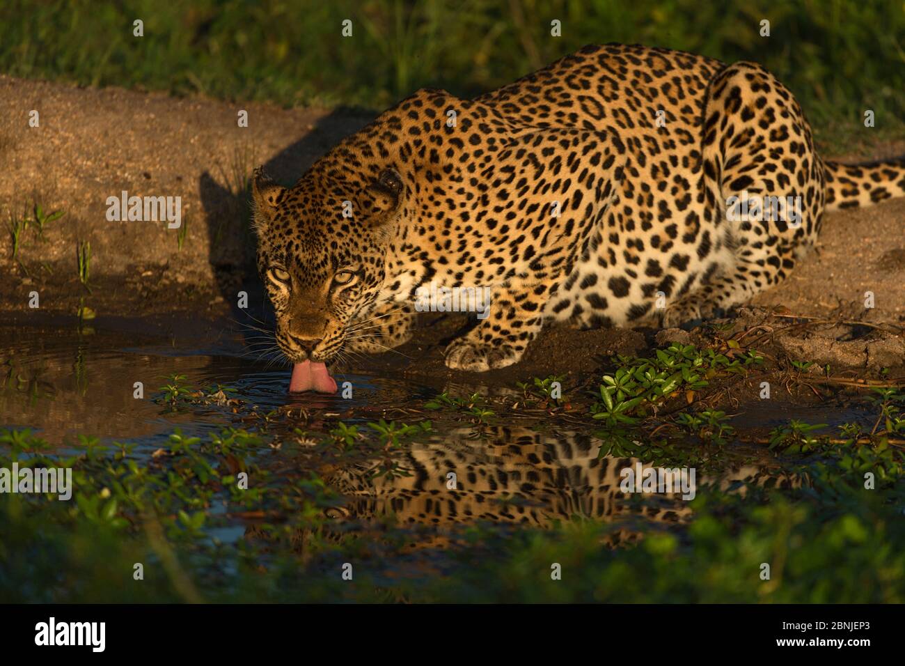 Leopard (Panthera pardus) trinken an einem Wasserloch, Londolozi Private Game Reserve, Sabi Sand Game Reserve, Südafrika. Stockfoto