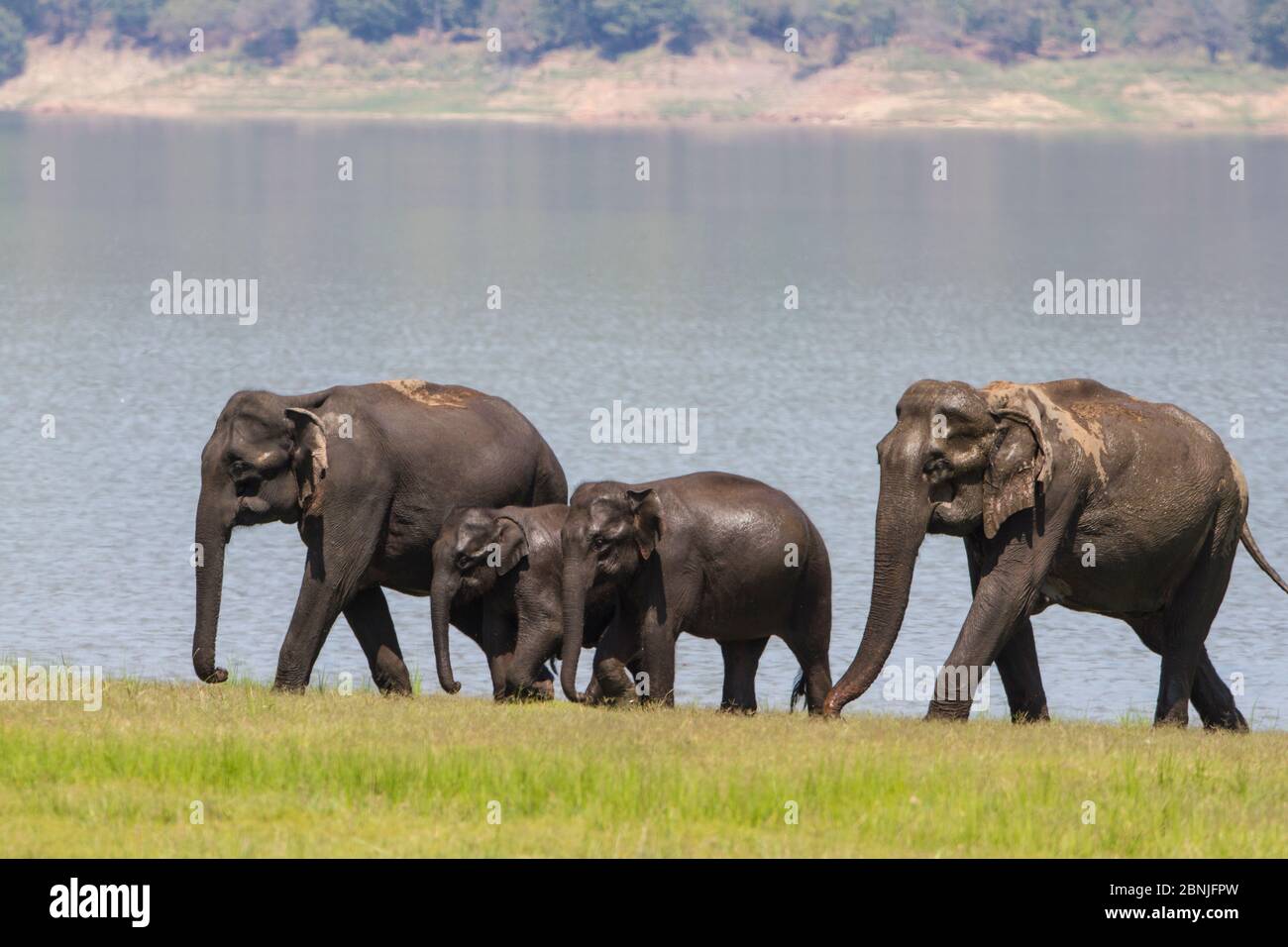 Asiatischer Elefant (Elephas maximus), Familie, die nach dem Trinken und Baden aus dem See kommt. Jim Corbett National Park, Indien. Stockfoto