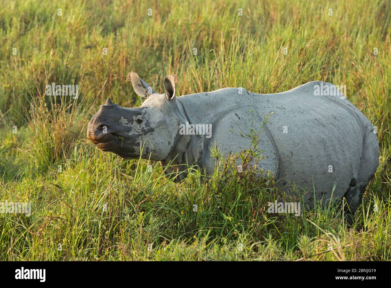 Indisches Nashorn (Rhinoceros unicornis) junges Männchen in hohem Gras. Kaziranga National Park, Indien, Februar. Stockfoto