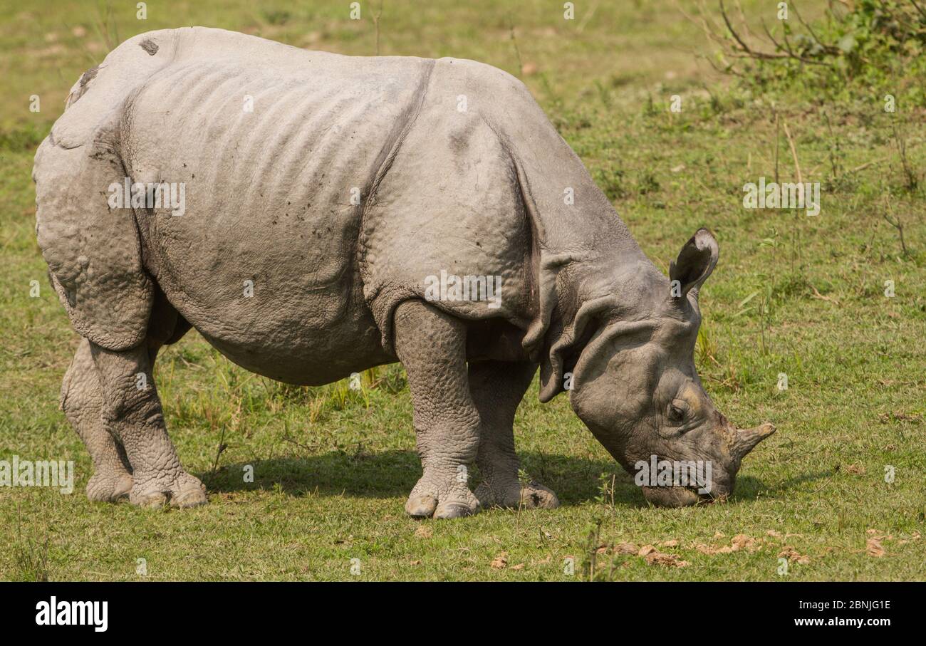 Indisches Nashorn(Rhinoceros unicornis) Weide auf frischem Gras.Kaziranga National Park, Indien. Stockfoto