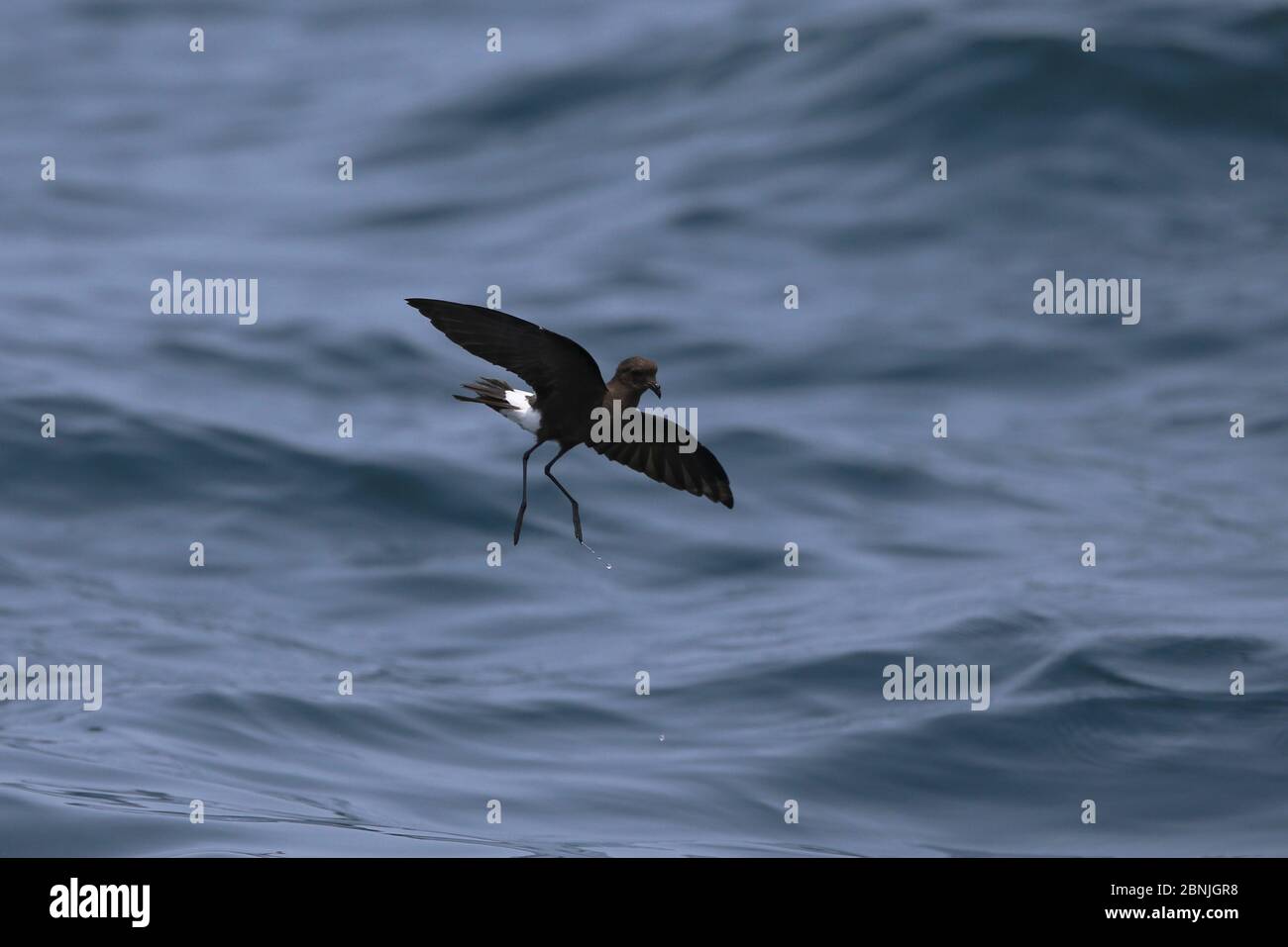 Wilsons Sturmvogel (Oceanites oceanicus) im Flug, der das Wasser abschmettern lässt, Oman, September Stockfoto